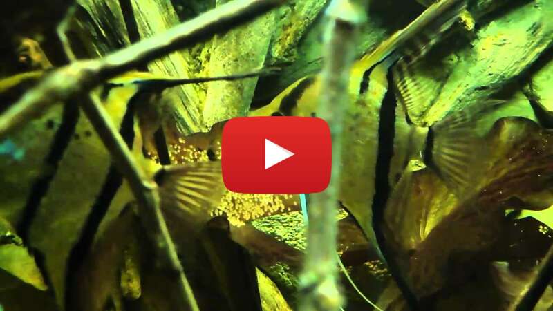 Video -CnJVydwd-c abspielen