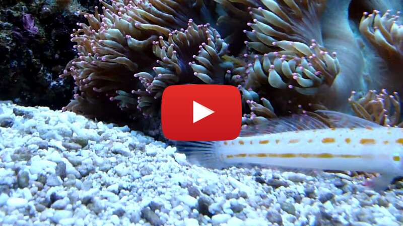 Video -Kbvl0O19Xc abspielen