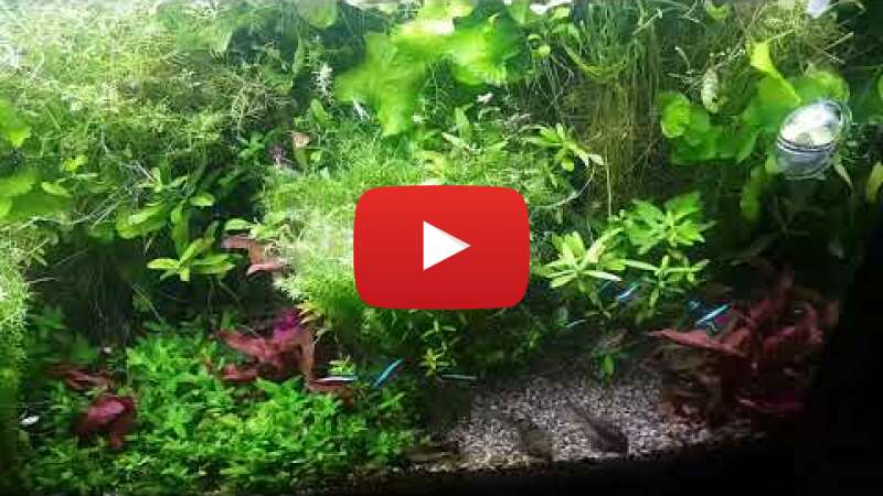 Video -R6qoI5wdN0 abspielen