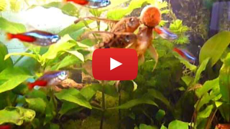 Video -REkmBk22qI abspielen