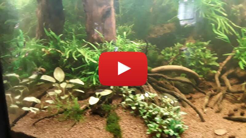 Video -Ve0ASkPlgg abspielen