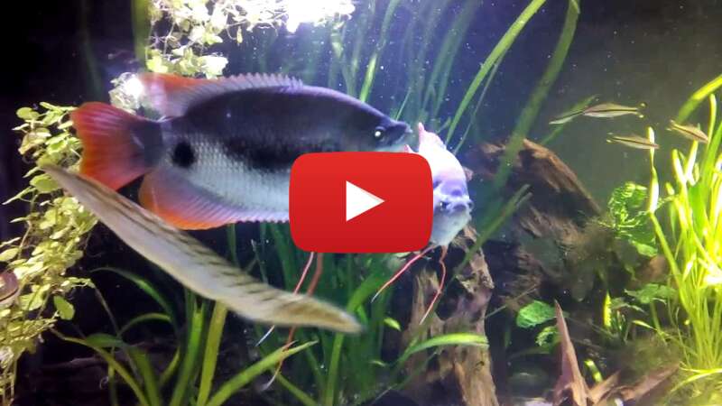 Video -WiASIFwKCc abspielen