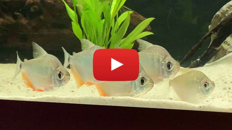 Video -a11mrZMRI0 abspielen