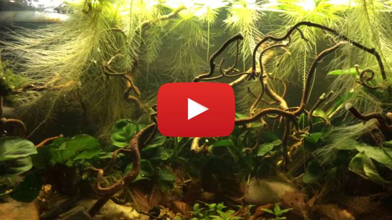 Video -afbhkcKW0o abspielen