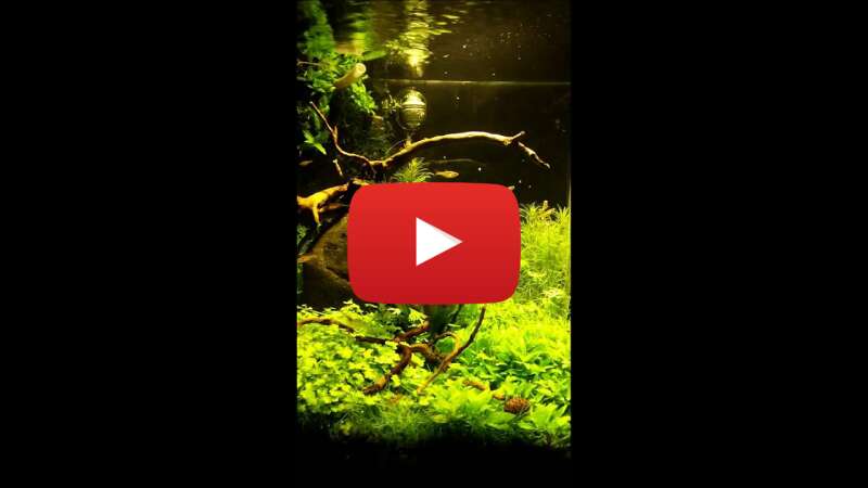 Video -c7iQ6EXKK4 abspielen