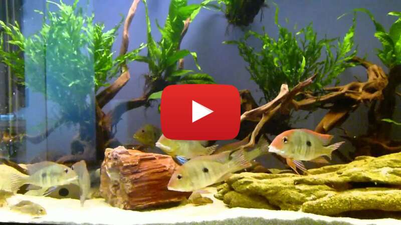 Video -dBprgzDnrs abspielen