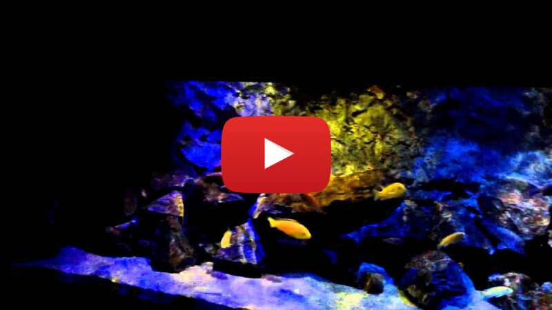 Video -fpzTRX_thQ abspielen