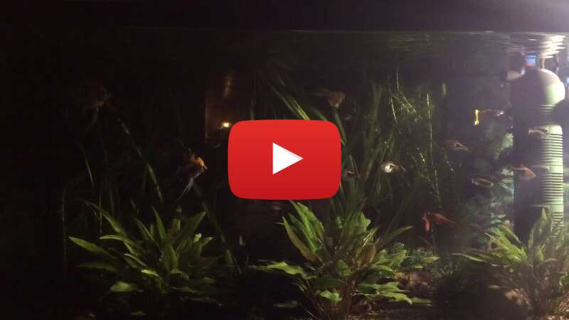 Video -g5pj2ZgEqo abspielen