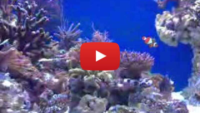 Video -lixZ9E3bcM abspielen