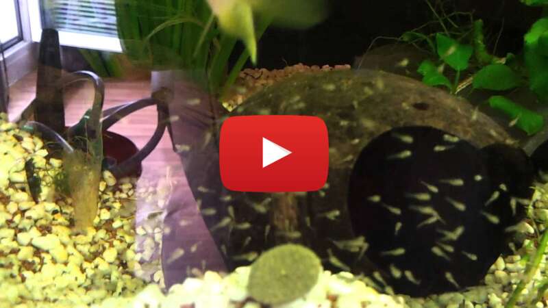 Video -mV4IbTnrAE abspielen