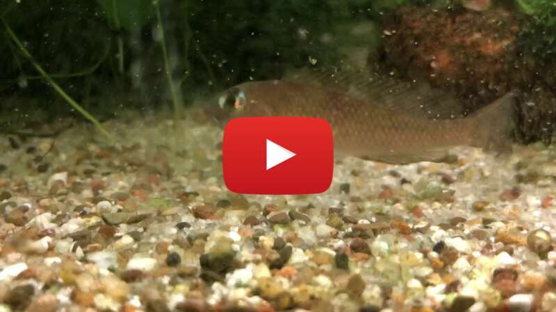 Video -naJY2FAwfw abspielen