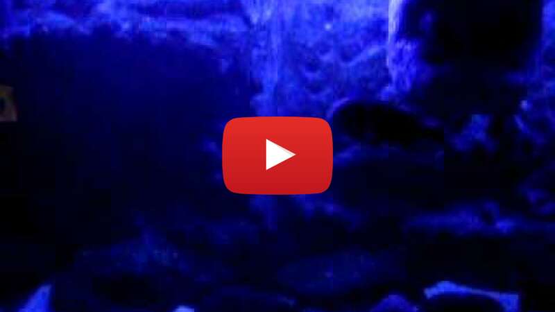 Video -olIsBr7rro abspielen