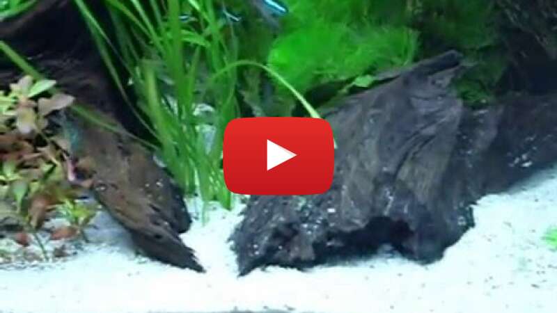 Video -owpOoqtAVk abspielen