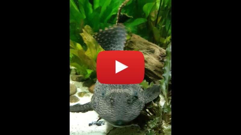 Video -p5uaYcCOTs abspielen