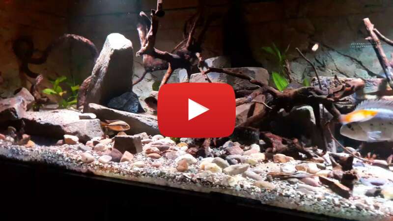 Video -p9vblJ7yZE abspielen