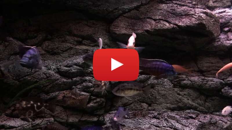 Video -p_ox4am8ZU abspielen