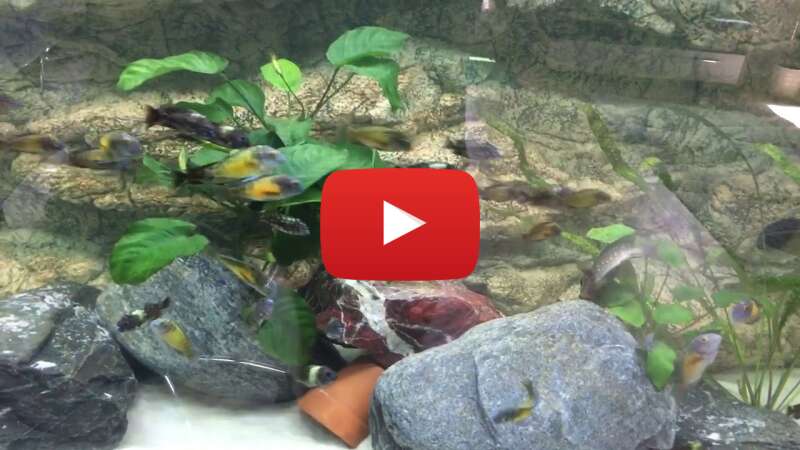 Video -qOIOjrb09I abspielen