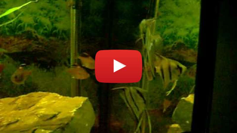 Video -vvDS9NREvQ abspielen