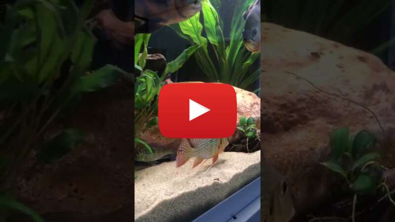 Video -y7y_KQkpZM abspielen