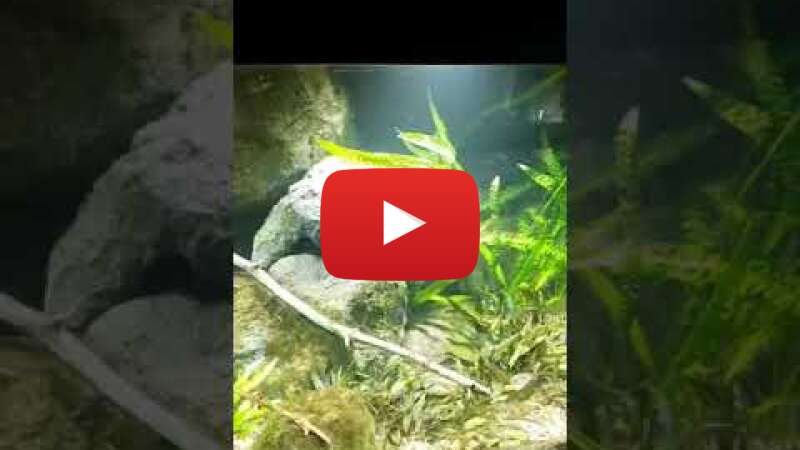 Video -yrCumHwCQk abspielen