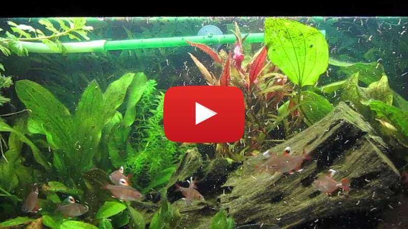 Video 0-_CRJpdlIY abspielen