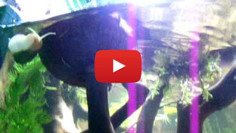 Video 00XoJyYFZeQ abspielen