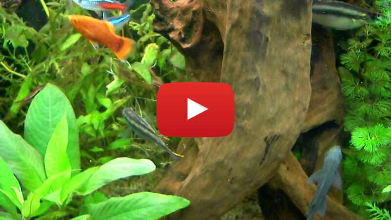 Video 052BLkgVrC0 abspielen