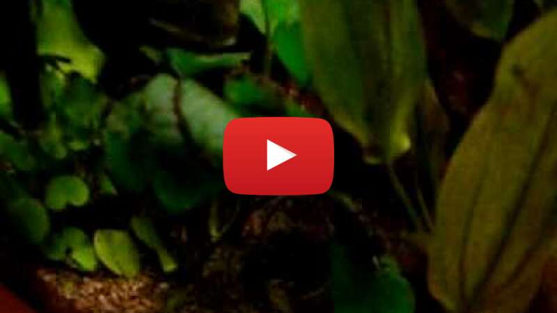 Video 07Sfa54MPR0 abspielen