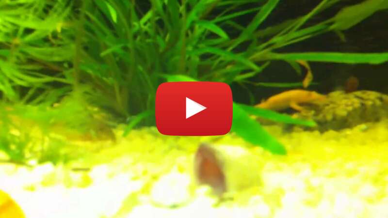 Video 09EIsVXeAgQ abspielen