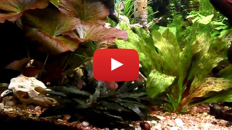 Video 0CKuDd2WWGg abspielen