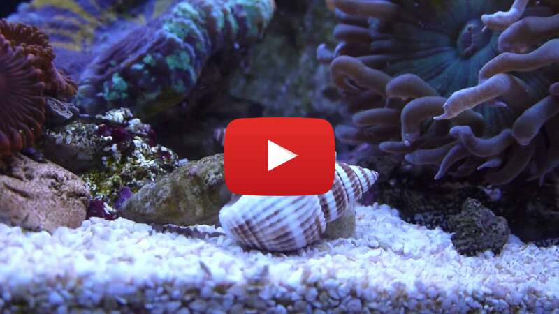 Video 0GafSpwhy_c abspielen