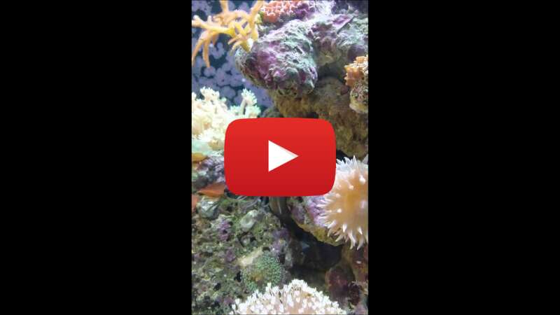 Video 0HeEjzumrtk abspielen