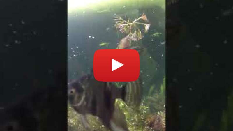 Video 0J2Msrwzg24 abspielen