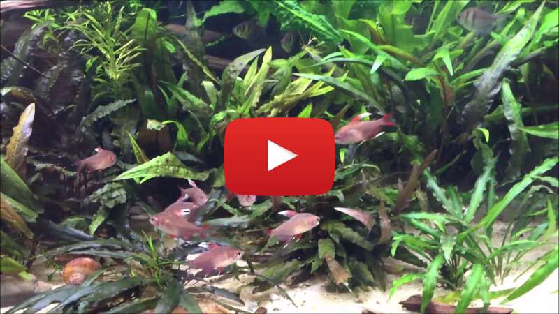 Video 0K8VpC6Y0Xs abspielen