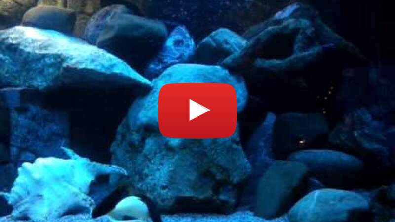 Video 0NkEb1xBG88 abspielen