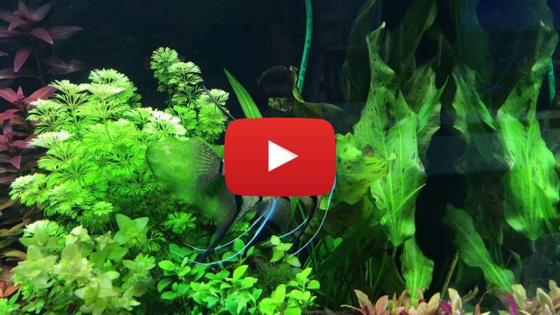 Video 0PLoj8BH-yc abspielen