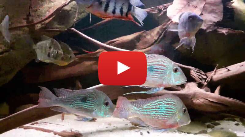 Video 0QPPy83x8HY abspielen