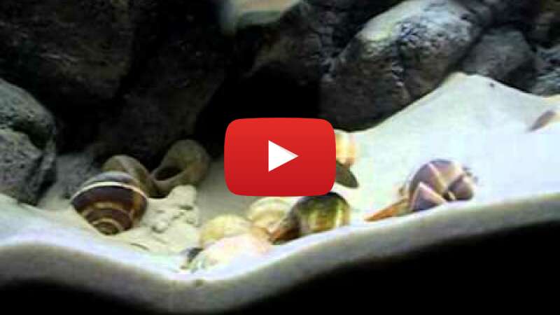 Video 0QsAqt4q9Ao abspielen