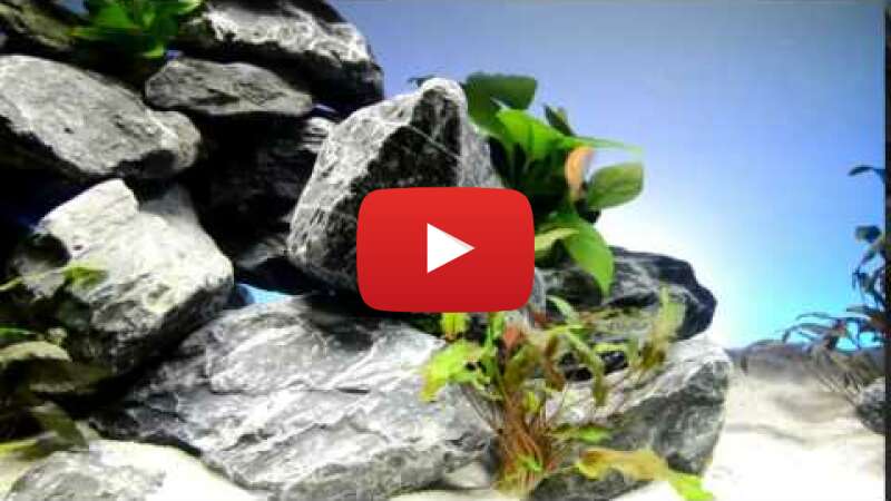 Video 0WAUFvSNQT8 abspielen