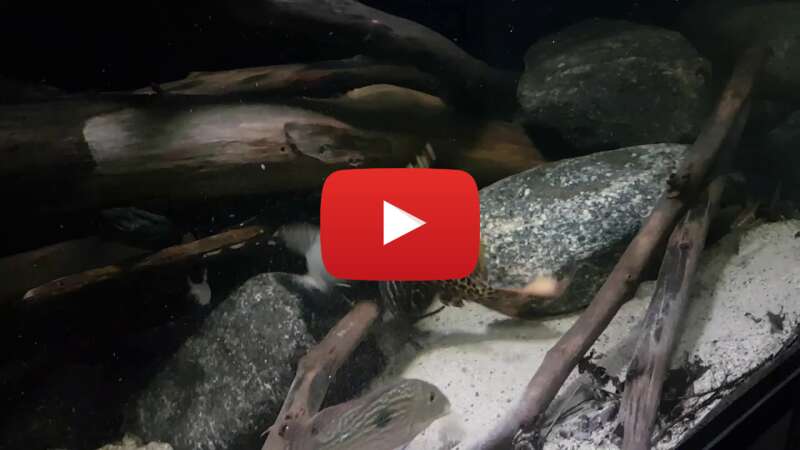 Video 0_i-OjqZ-34 abspielen