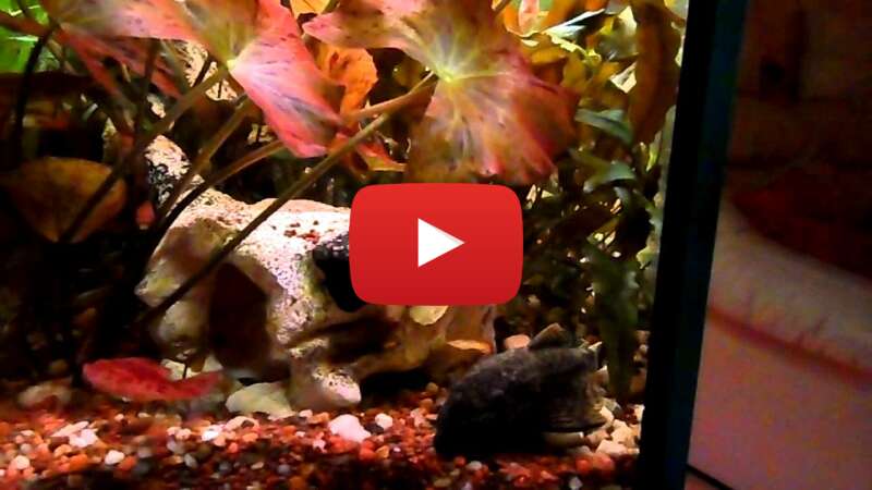 Video 0aR5d1DLGc4 abspielen