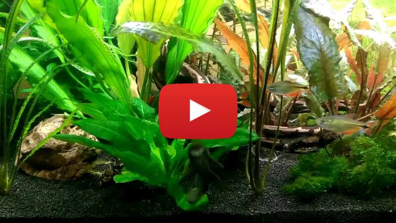 Video 0c_5Z9QLFMk abspielen