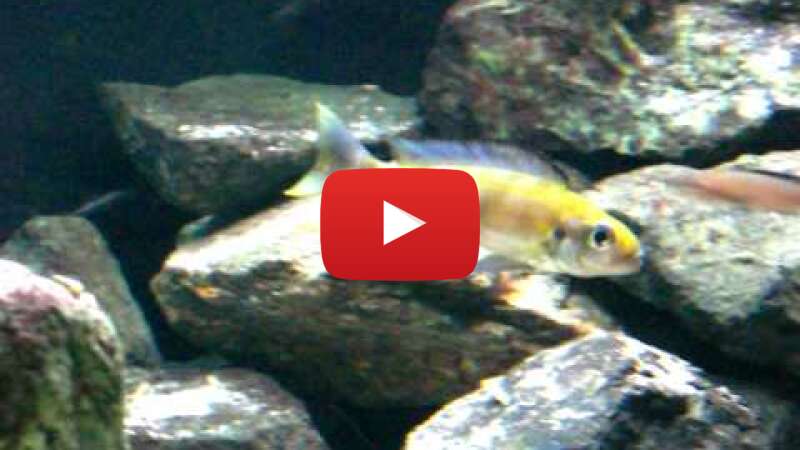 Video 0jz5-DvTYGw abspielen