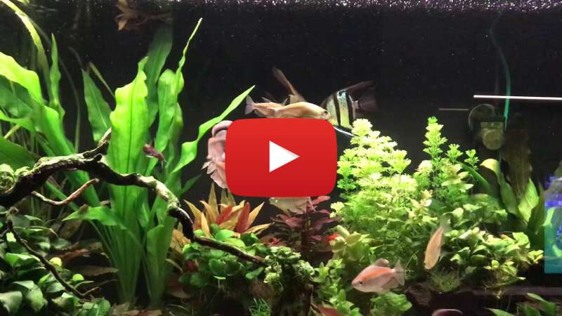 Video 0p1ncrI5_p8 abspielen