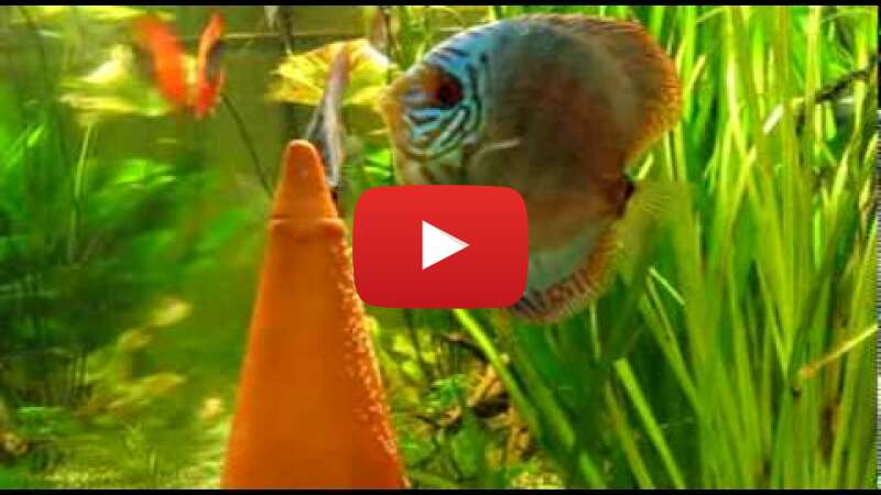 Video 0qiLMWKYjt0 abspielen