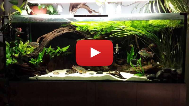 Video 0x_a0KEuUkk abspielen