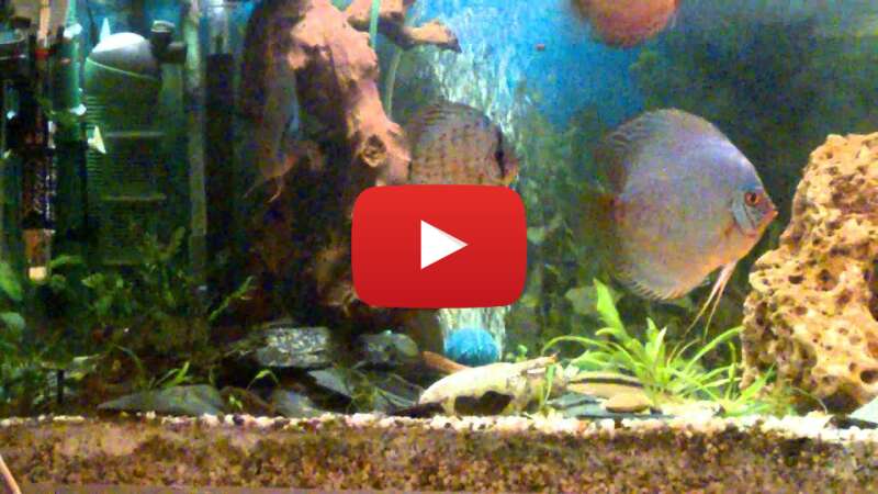 Video 0yjnRwdun84 abspielen