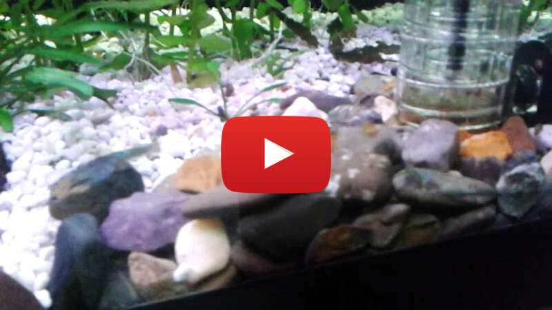 Video 11YwxQmAZlk abspielen