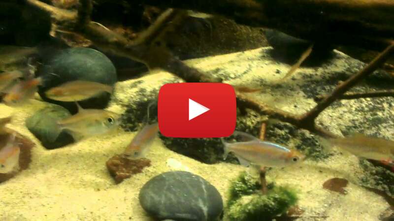 Video 17Kwc_uoDk4 abspielen