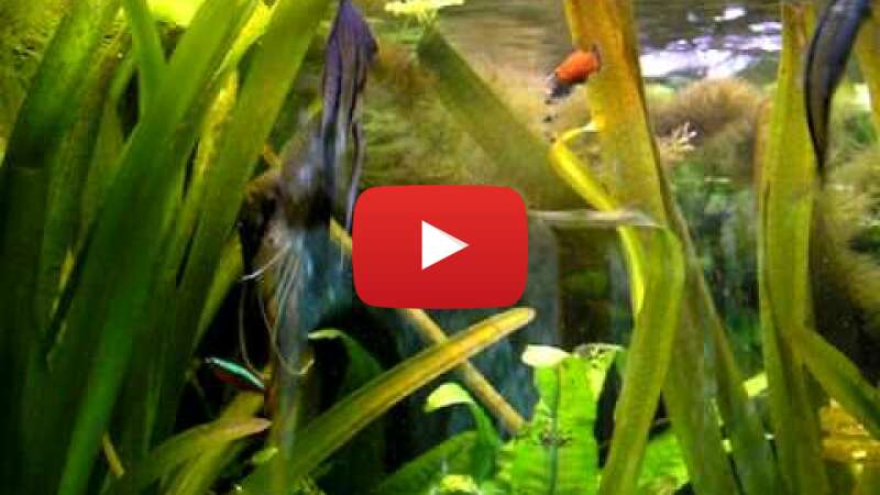 Video 17UuNo9MUZM abspielen